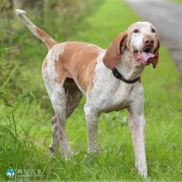 意大利布拉可犬-6