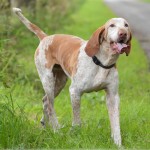 意大利布拉可犬-缩略图-6