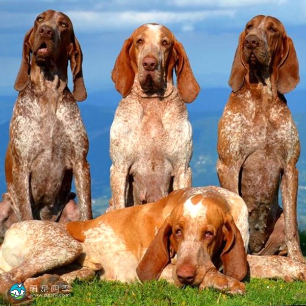 意大利布拉可犬-7