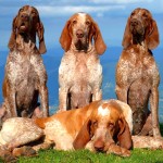 意大利布拉可犬-缩略图-7