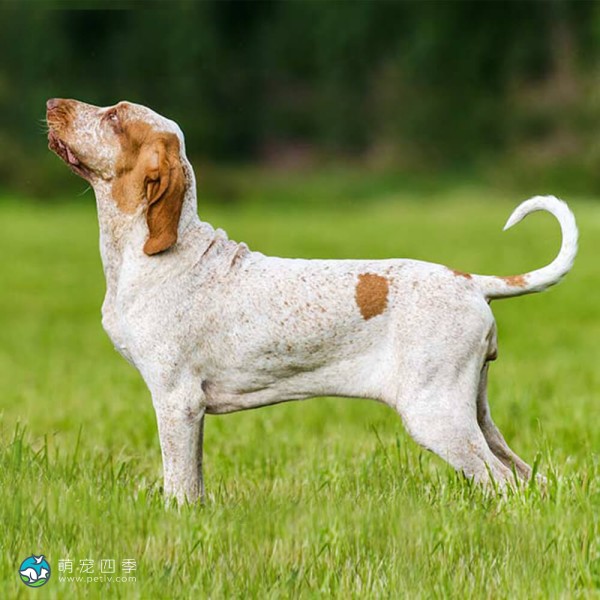 意大利布拉可犬-8