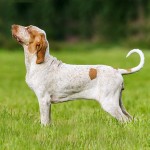 意大利布拉可犬-缩略图-8