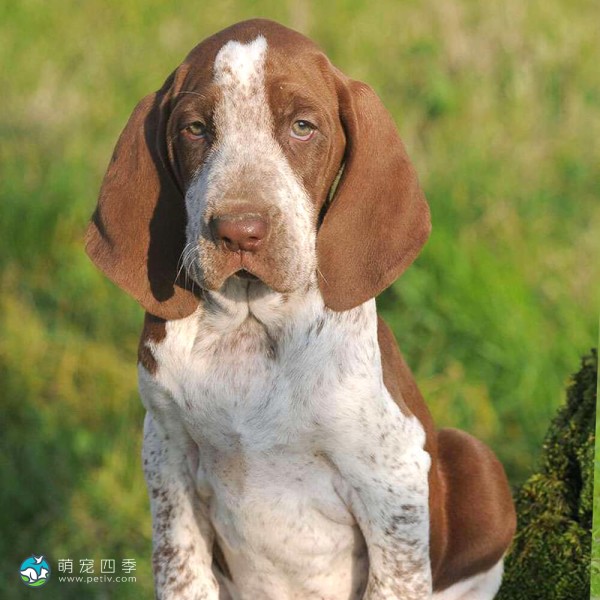 意大利布拉可犬-9