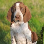 意大利布拉可犬-缩略图-9