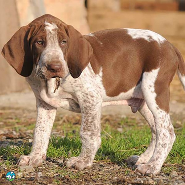 意大利布拉可犬-10