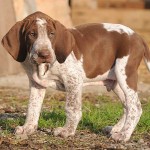 意大利布拉可犬-缩略图-10