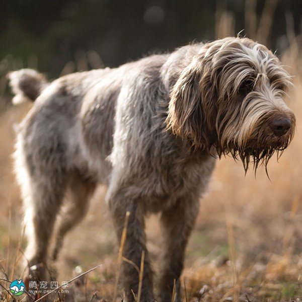 意大利史毕诺犬-1