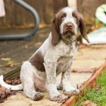 意大利史毕诺犬-缩略图-2