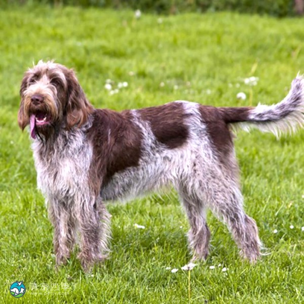 意大利史毕诺犬-3