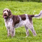 意大利史毕诺犬-缩略图-3