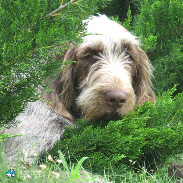 意大利史毕诺犬-4