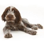 意大利史毕诺犬-缩略图-5