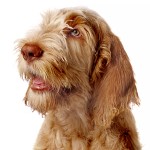 意大利史毕诺犬-缩略图-6