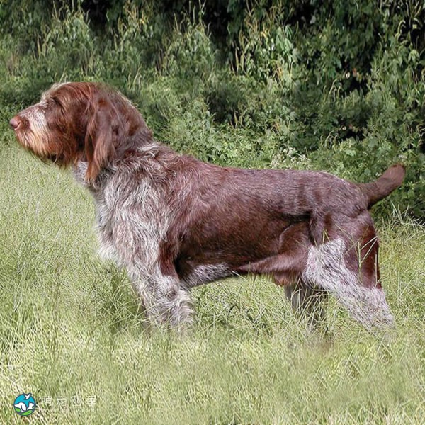 意大利史毕诺犬-7