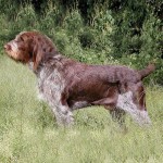 意大利史毕诺犬-缩略图-7