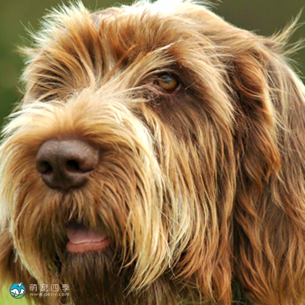 意大利史毕诺犬-8