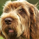 意大利史毕诺犬-缩略图-8