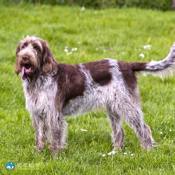 意大利史毕诺犬-9