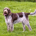 意大利史毕诺犬-缩略图-9