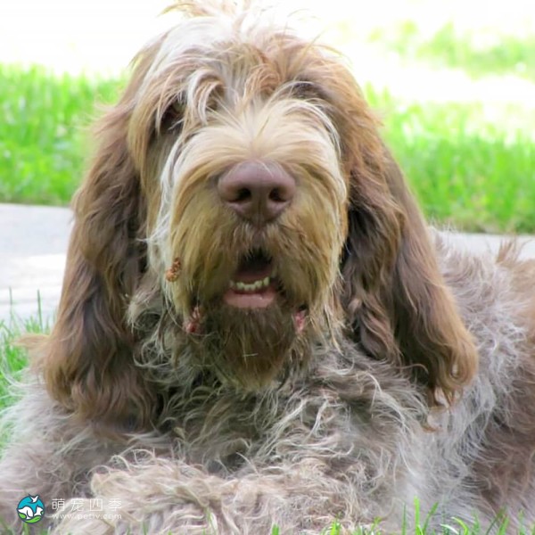 意大利史毕诺犬-10