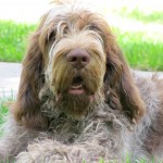 意大利史毕诺犬-缩略图-10