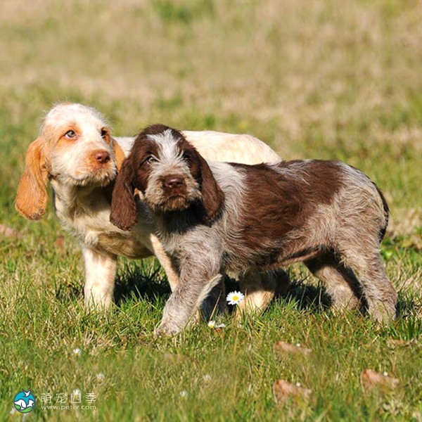 意大利史毕诺犬-11