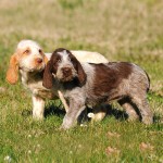 意大利史毕诺犬-缩略图-11