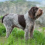 意大利史毕诺犬-缩略图-12