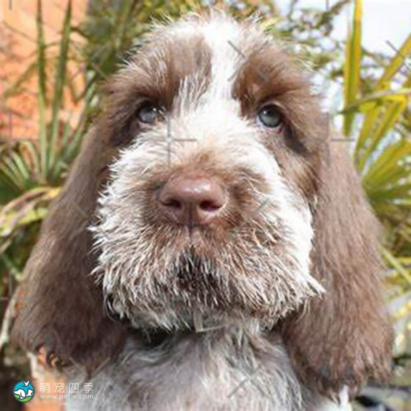 意大利史毕诺犬-13