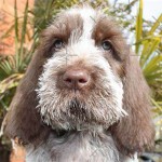 意大利史毕诺犬-缩略图-13