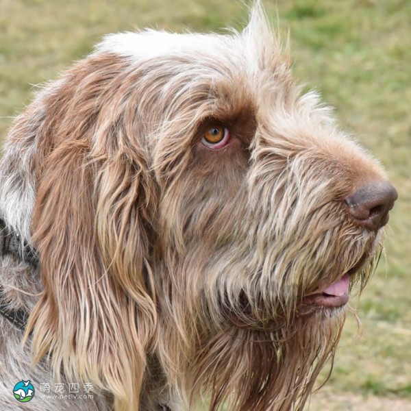 意大利史毕诺犬-14
