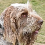 意大利史毕诺犬-缩略图-14