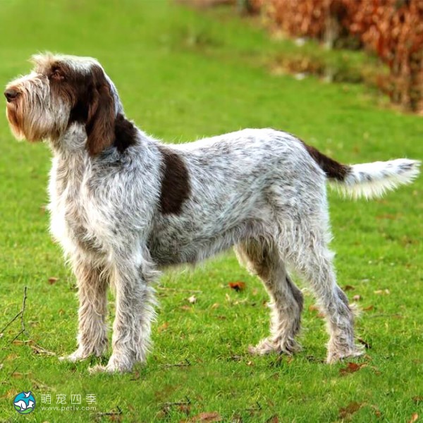 意大利史毕诺犬-15