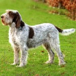 意大利史毕诺犬-缩略图-15