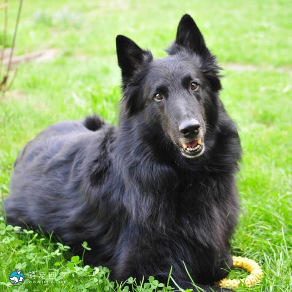 格罗安达犬-4