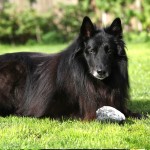 格罗安达犬-缩略图-6