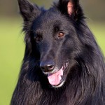 格罗安达犬-缩略图-7