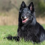 格罗安达犬-缩略图-8