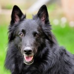 格罗安达犬-缩略图-10