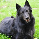 格罗安达犬-缩略图-11