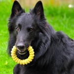 格罗安达犬-缩略图-14