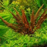 温蒂椒草-缩略图-4