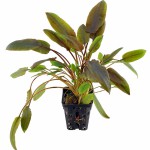 温蒂椒草-缩略图-8