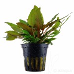 温蒂椒草-缩略图-13