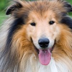 粗毛柯利牧羊犬-缩略图-1