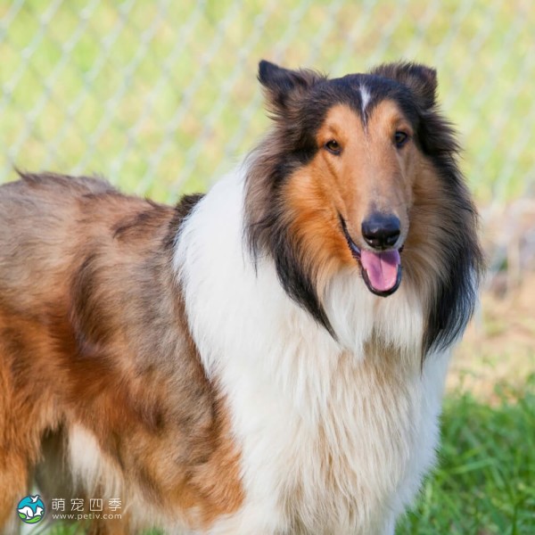 粗毛柯利牧羊犬-2
