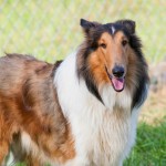 粗毛柯利牧羊犬-缩略图-2