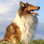 粗毛柯利牧羊犬-缩略图-3