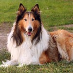 粗毛柯利牧羊犬-缩略图-4