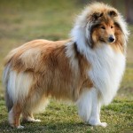 粗毛柯利牧羊犬-缩略图-5